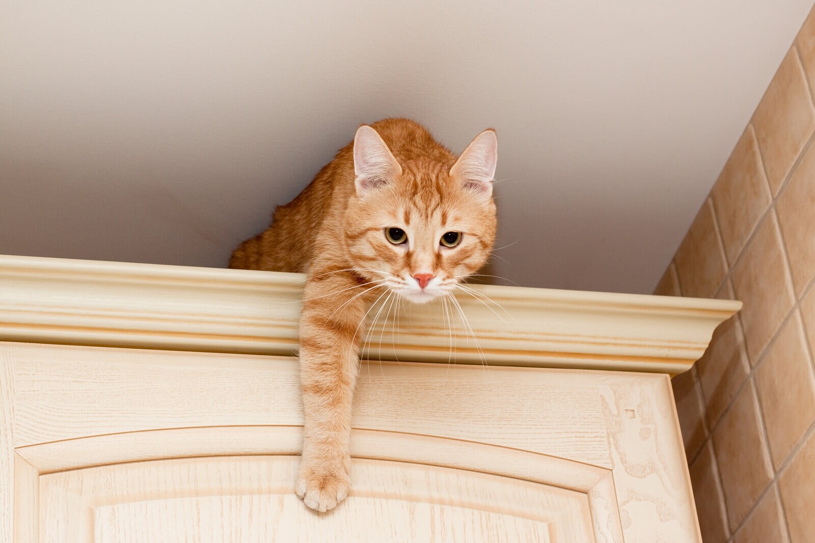 rote-tabbykatze-auf-küchenarbeitsfläche Junge, rote Tabbykatze auf einer Küchenarbeitsfläche.