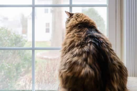 overweight-long-haired-cat-looking-out-window-SW Overweight long-haired orange and black cat staring out a window.