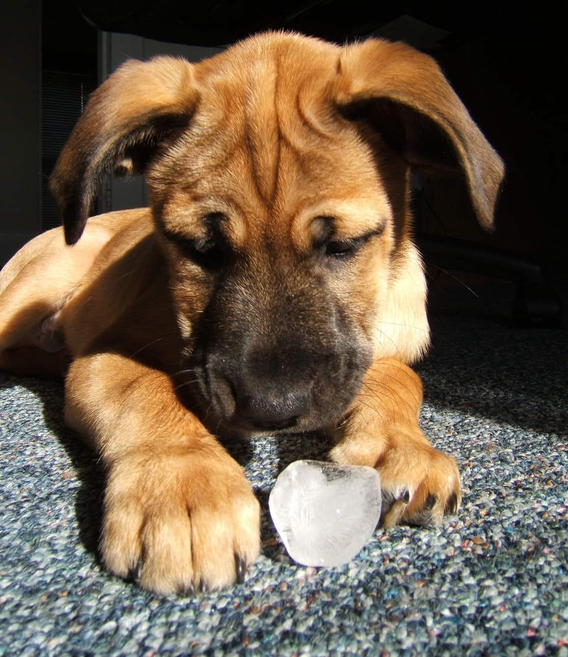 puppy-licking-ice-cube-SW Puppy playing with an ice cube