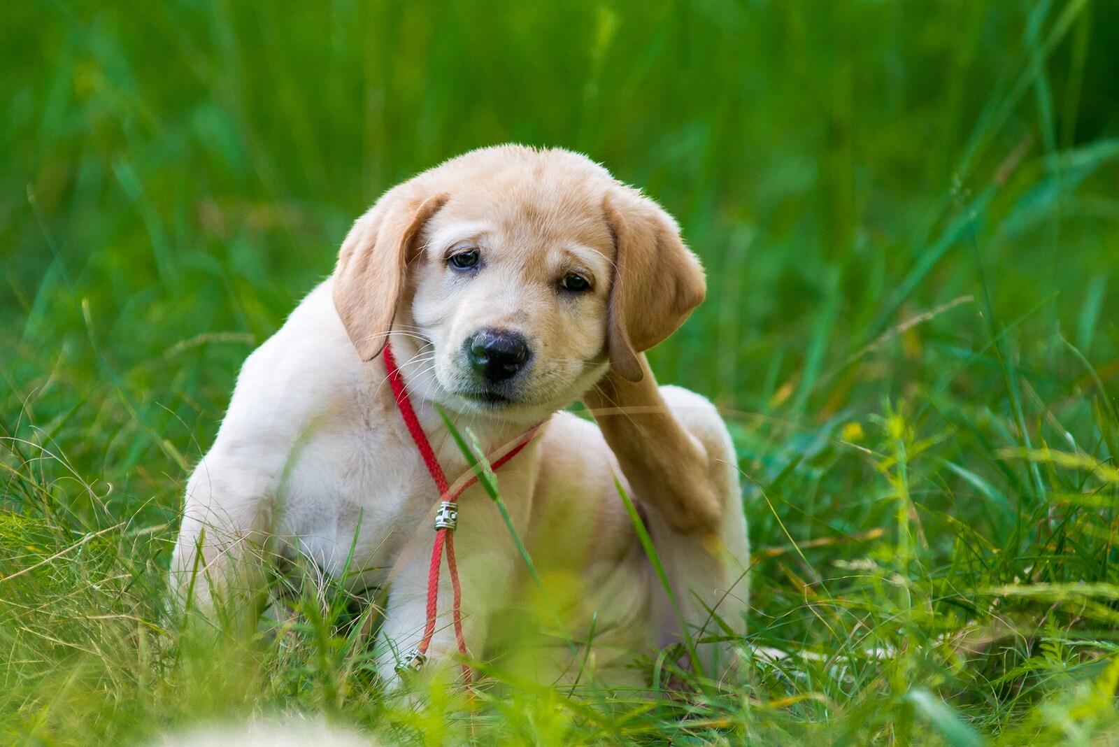 Puppy retriever scratching fleas in the grass
