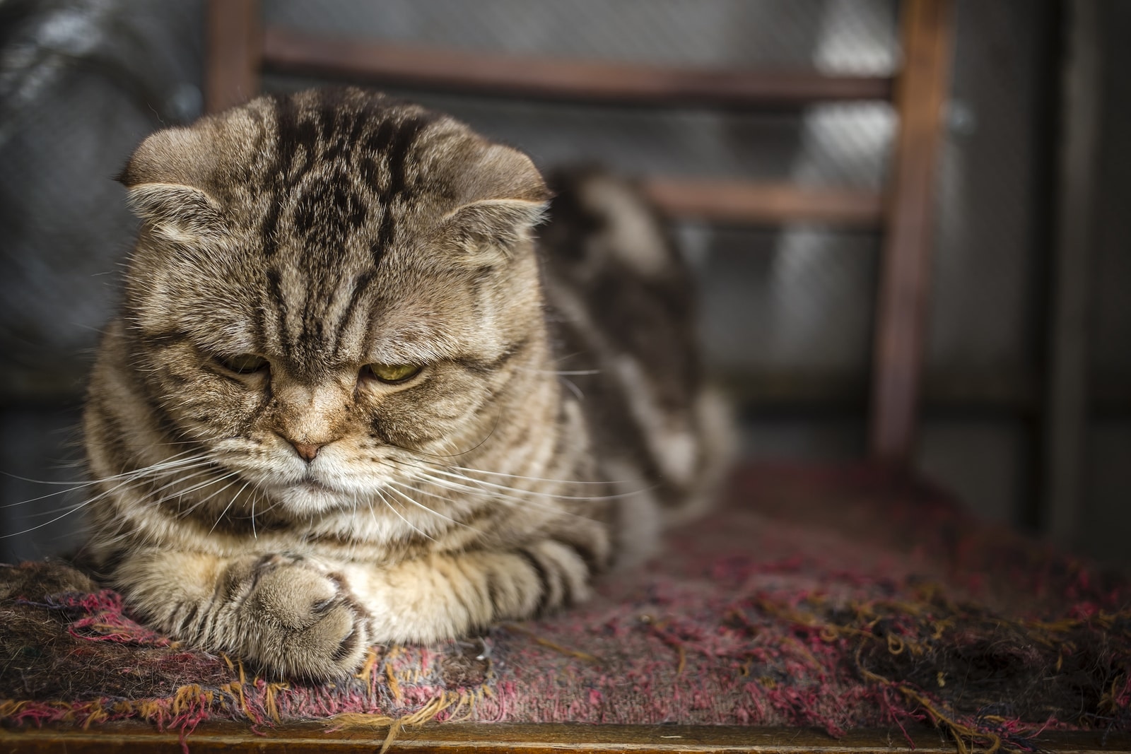 Scottish-Fold-Katze-schaut-auf-Pfoten Older Scottish Fold cat looks at her crossed paws on old, torn up chair.