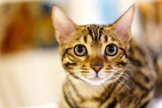 dünne-getigerte-Katze-mit-gelben-Augen-SW   Dünne getigerte Katze mit großen gelben Augen.