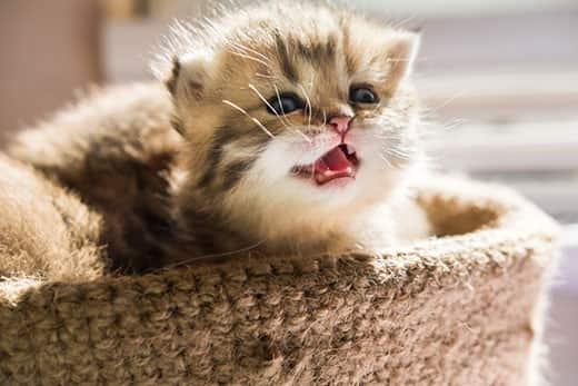 kleines-kätzchen-miaut-in-korb-SW Ein kleines Kätzchen in einem Korb gibt ein kleines Miau von sich.