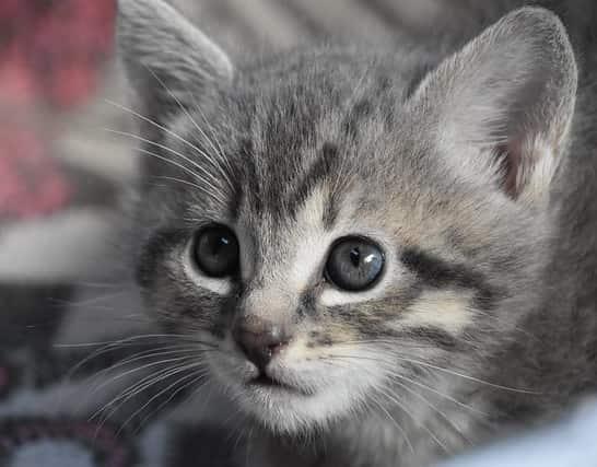 Close-up of striped gray kitten with blue eyes.