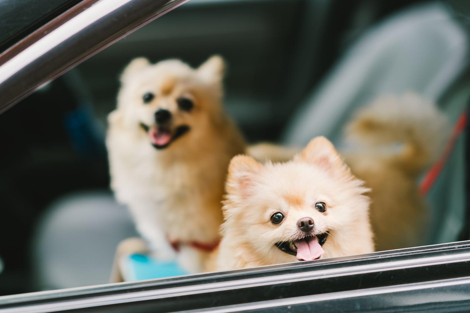 Two pomeranian dogs smiling in car.