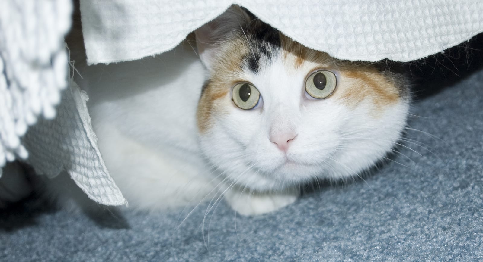 weiße-calico-versteckt-unterm-Bett Eine weiße Calico versteckt sich unter dem Bett.