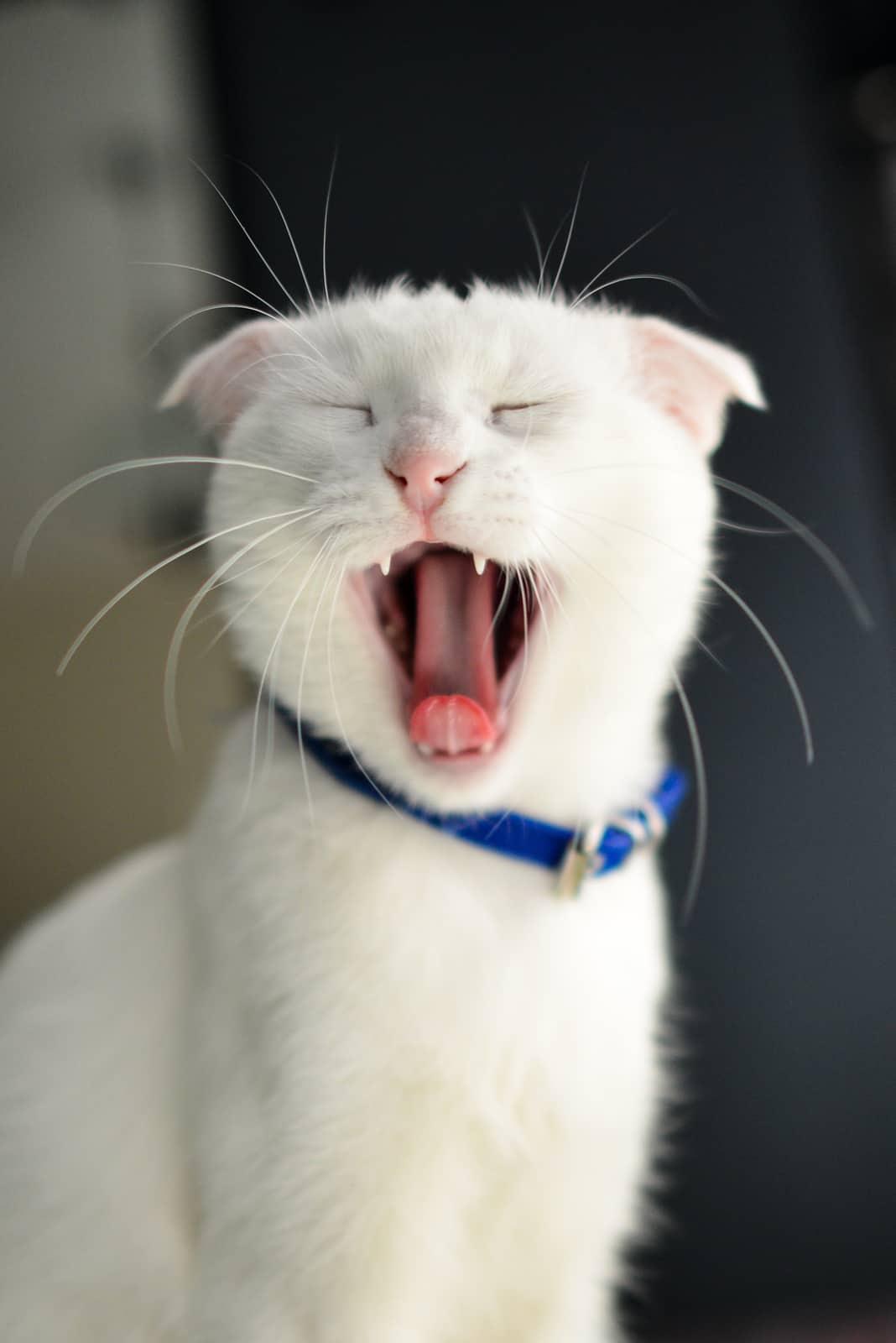 Rote Katze in einer Katzentoilette, die in die Kamera schaut.