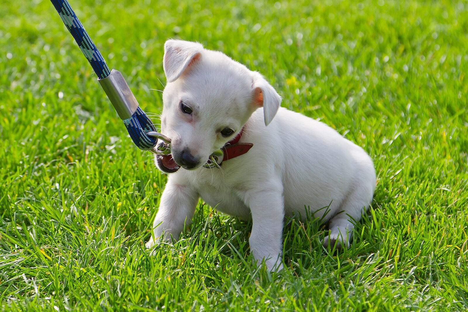 white-puppy-on-leash Kleiner weißer Welpe kaut an einer Leine, während er im Gras sitzt.