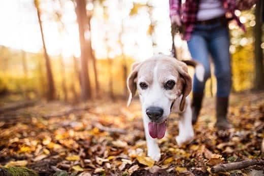 Frau geht mit einem Beagle im herbstlichen Wald spazieren