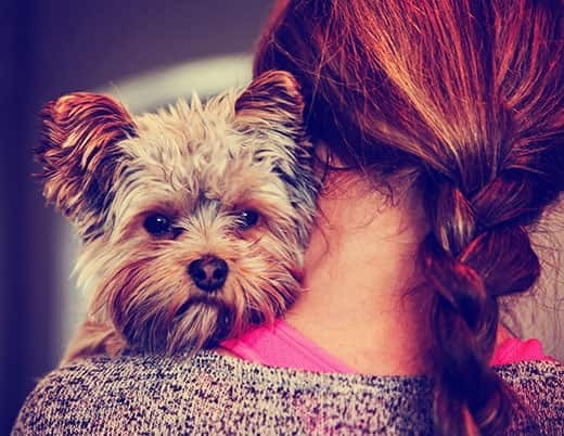 frau-hält-yorkie-über-schulter Ein niedlicher Yorkshire Terrier lugt hinter der Schulter einer Frau hervor