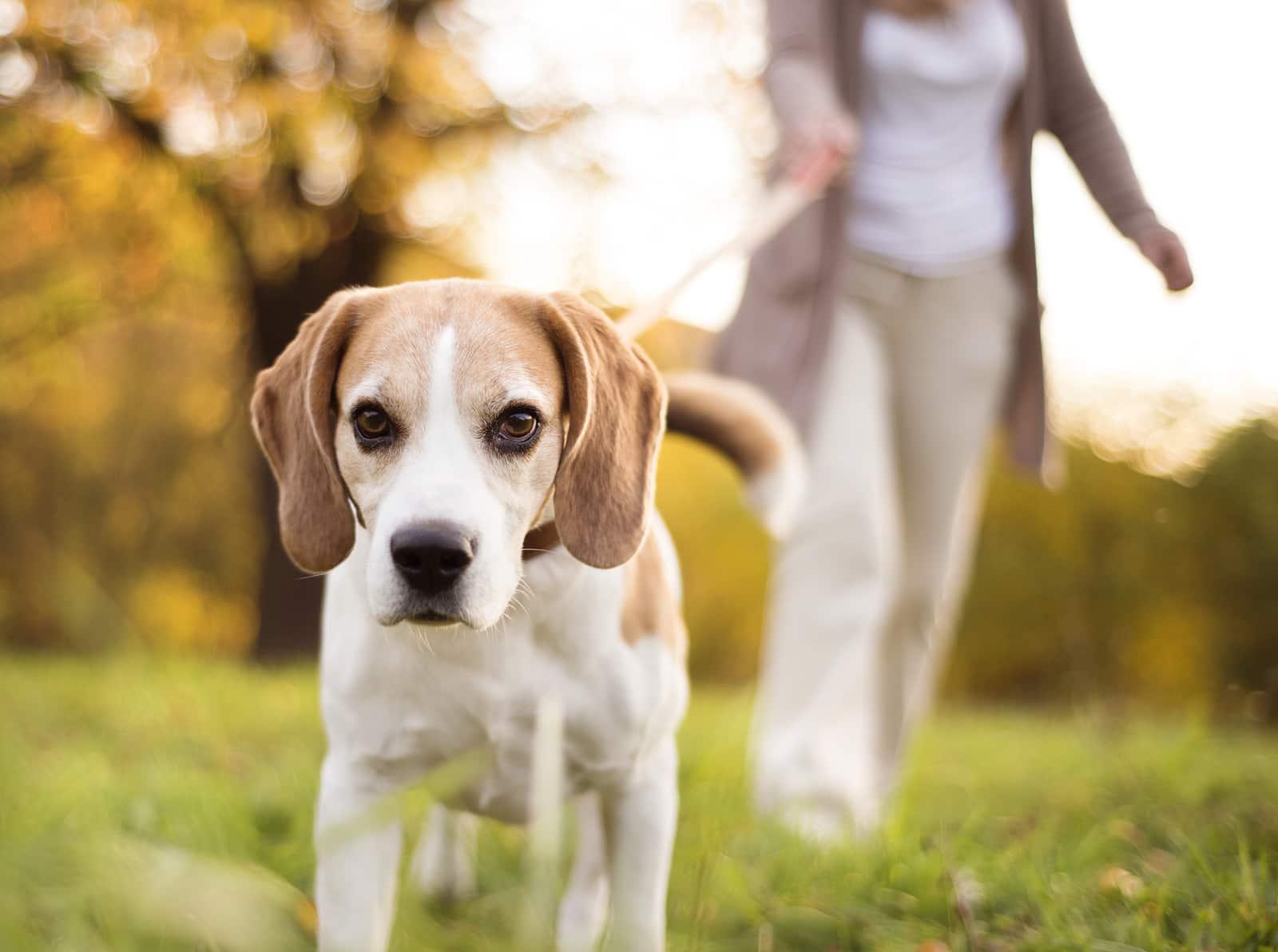 Frau geht mit Beagle spazieren-SW
