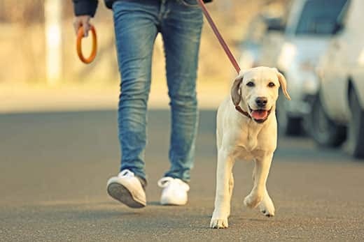 yellow-lab-pup-walking-with-owner Besitzer und Labrador beim Spaziergang in der Stadt vor unscharfem Hintergrund