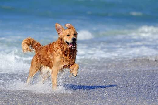 Junger Golden Retriever läuft am Strand