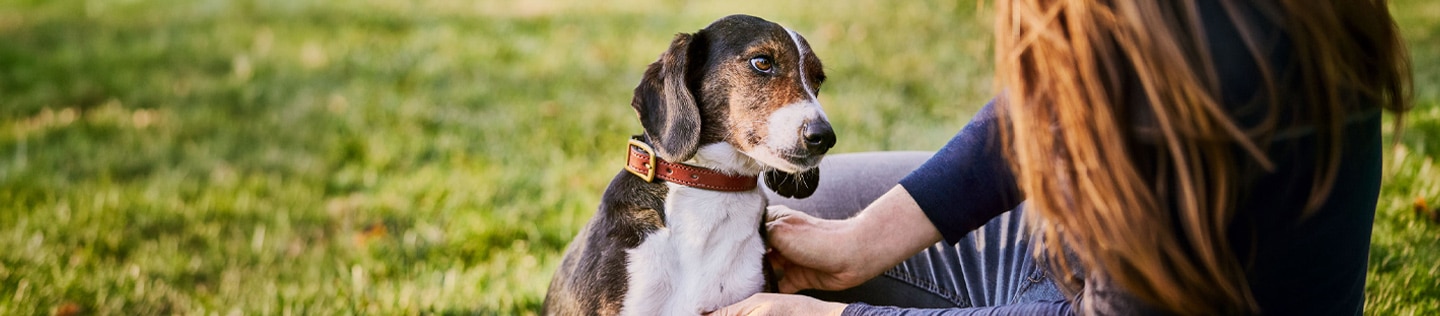 Hund mit seinem Besitzer im Freien