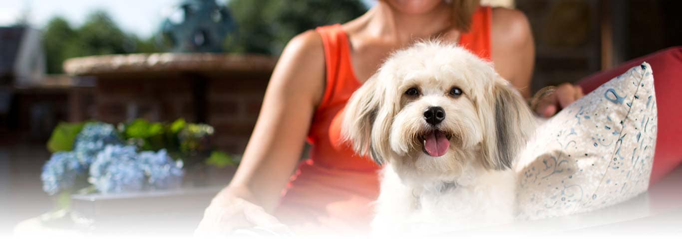 Foto eines Shih Tzu-Hundes