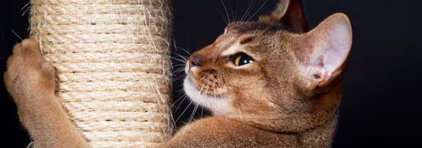 Foto einer Abessinierkatze