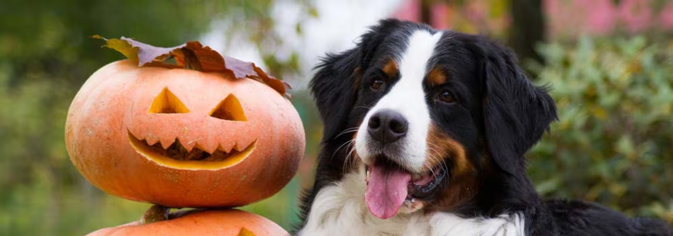 Foto eines Berner Sennenhundes