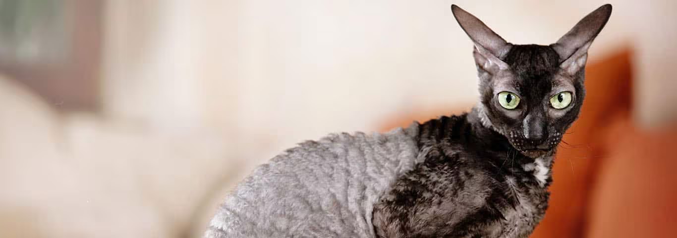 Foto einer Cornish Rex Katze