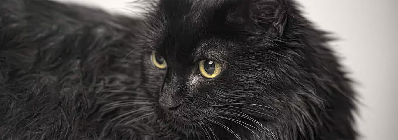 Foto einer Tiffany-Katze