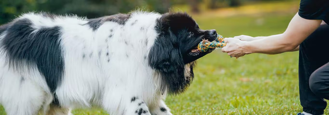 Foto eines Neufundländers