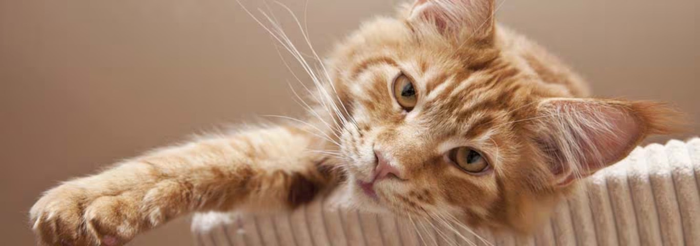 Foto einer Maine Coon Katze