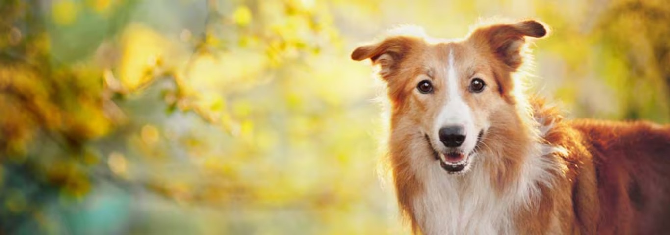 Foto eines Border Collie-Hundes