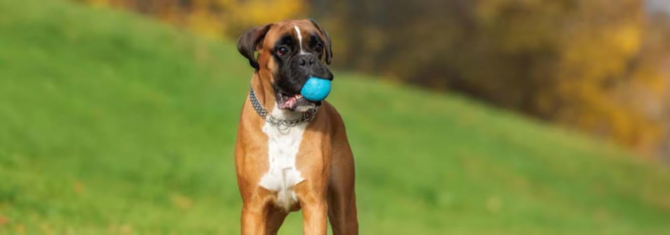 Foto eines Boxerhundes