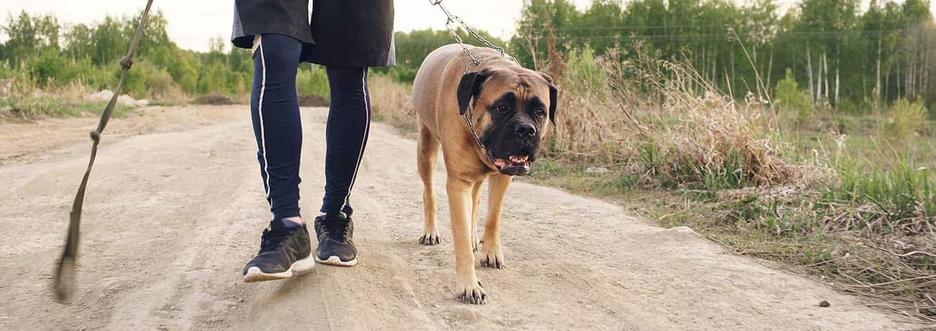 Foto eines Bullmastiff-Hundes