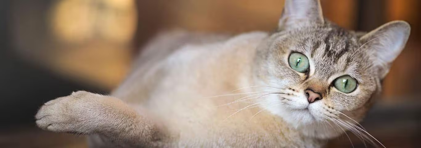 Foto einer Burmilla-Katze