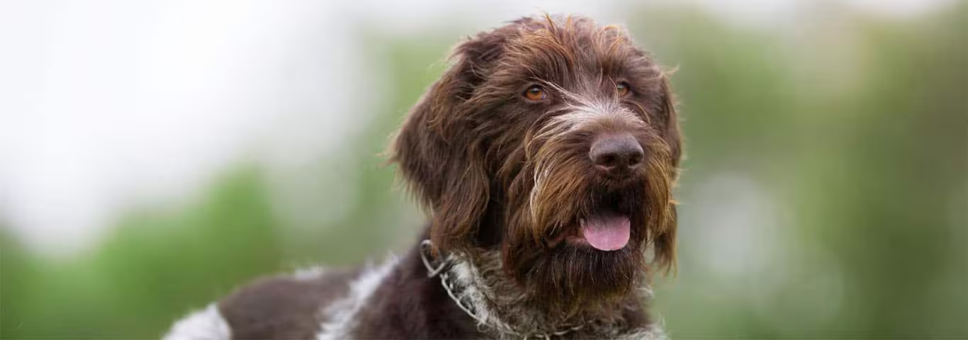 Foto eines Deutsch Drahthaar-Hundes