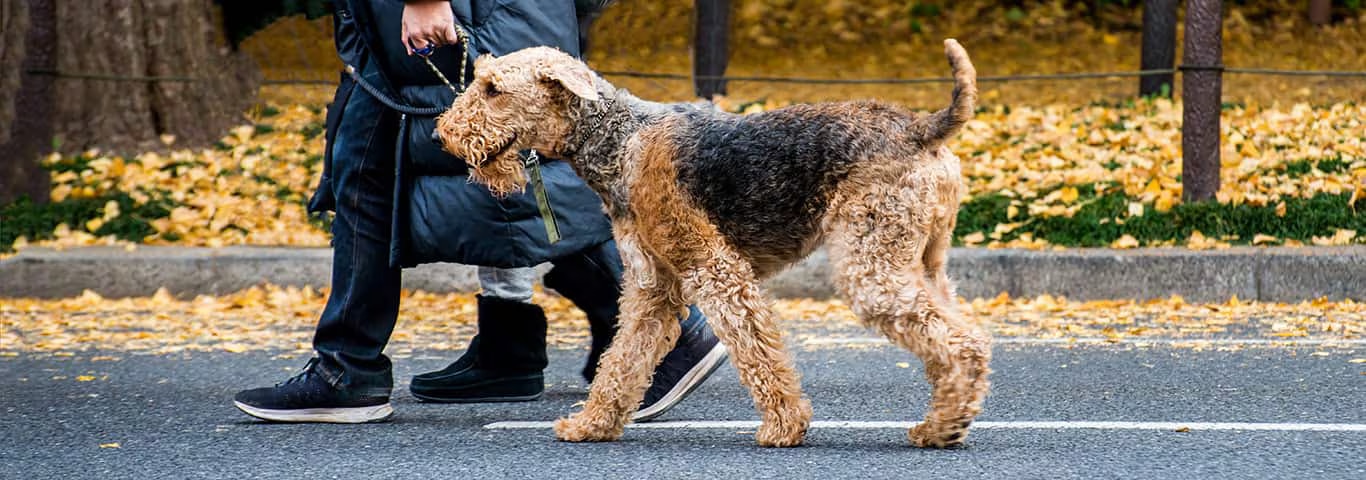 Foto eines Airedale Terrier-Hundes