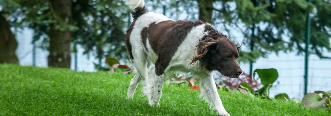 Foto eines English Setter-Hundes