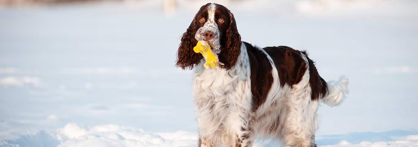 Foto eines English Springer Spaniel-Hundes