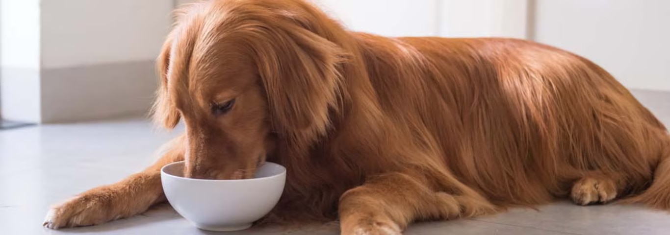 Foto eines Golden Retriever-Hundes