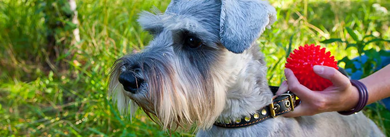 Foto eines Zwergschnauzer-Hundes