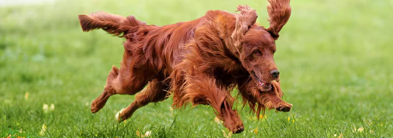 Foto eines Irish Setter-Hundes