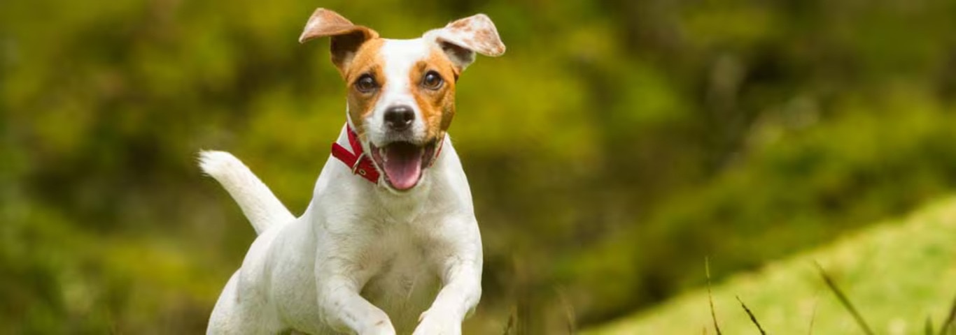 Foto eines Jack Russell Terrier-Hundes