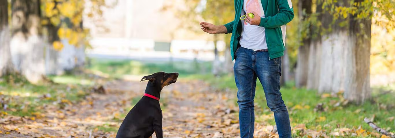 Foto eines Dobermann-Hundes
