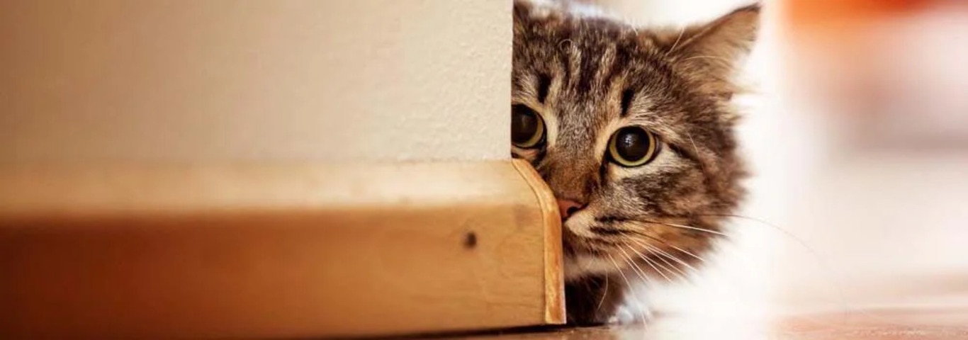 Foto einer Norwegischen Waldkatze