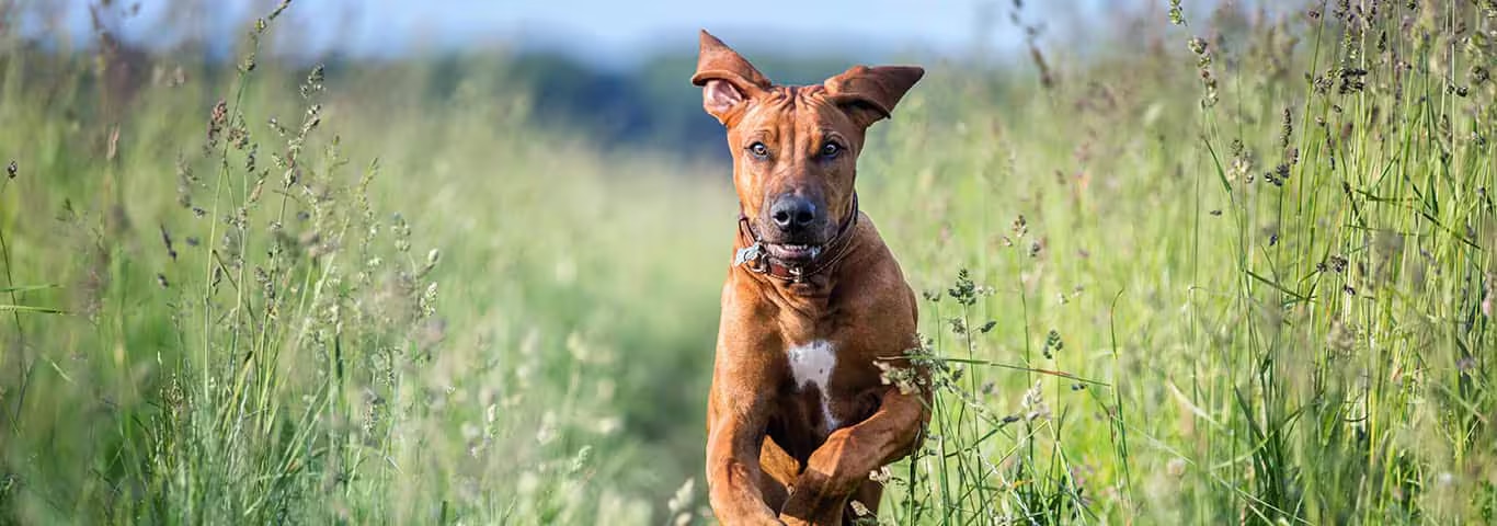 Foto eines Rhodesian Ridgeback-Hundes