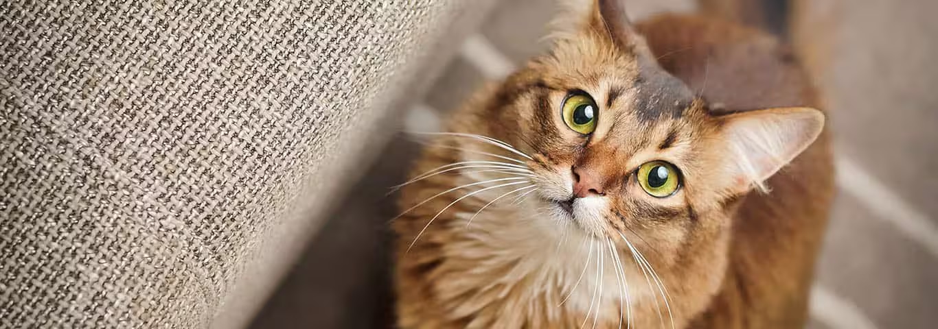 Foto einer Somalikatze