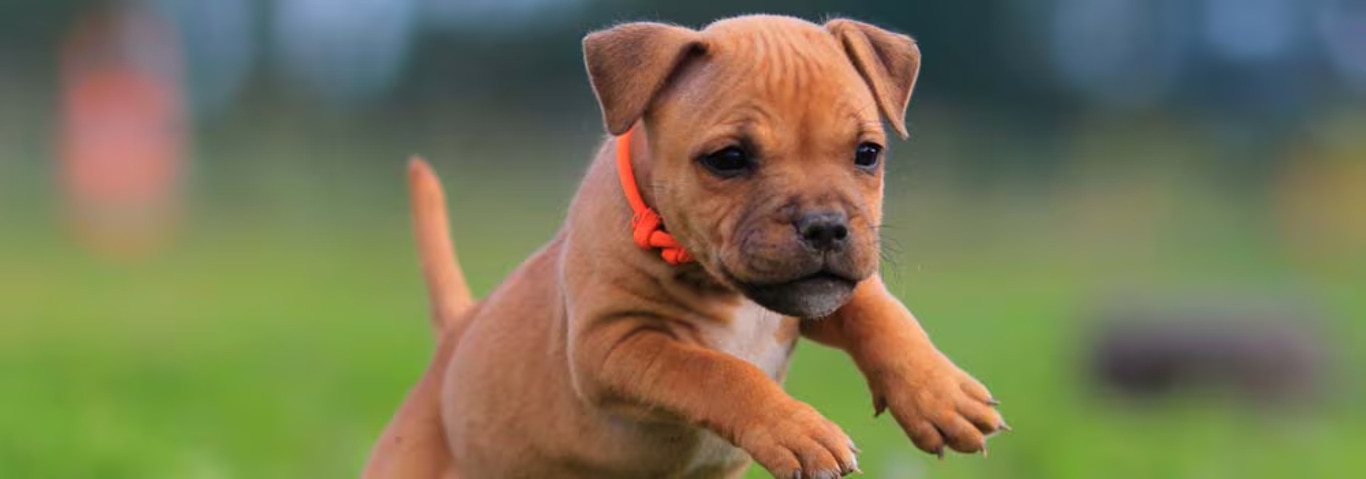 Foto eines Staffordshire Bull Terrier-Hundes