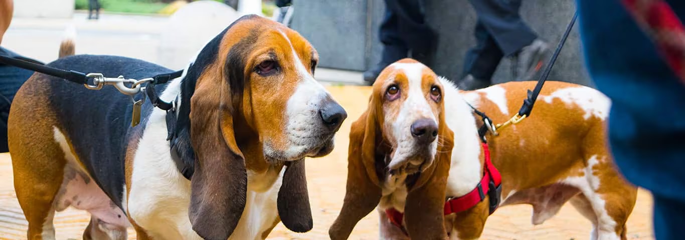 Foto eines Basset Hound-Hundes