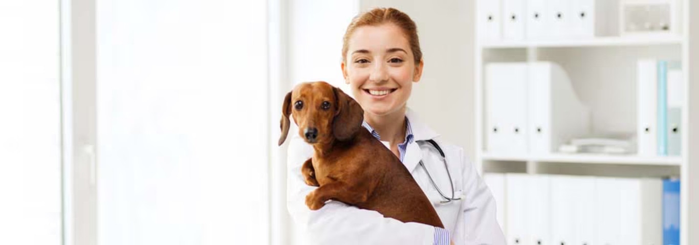 Foto eines Dackelhundes