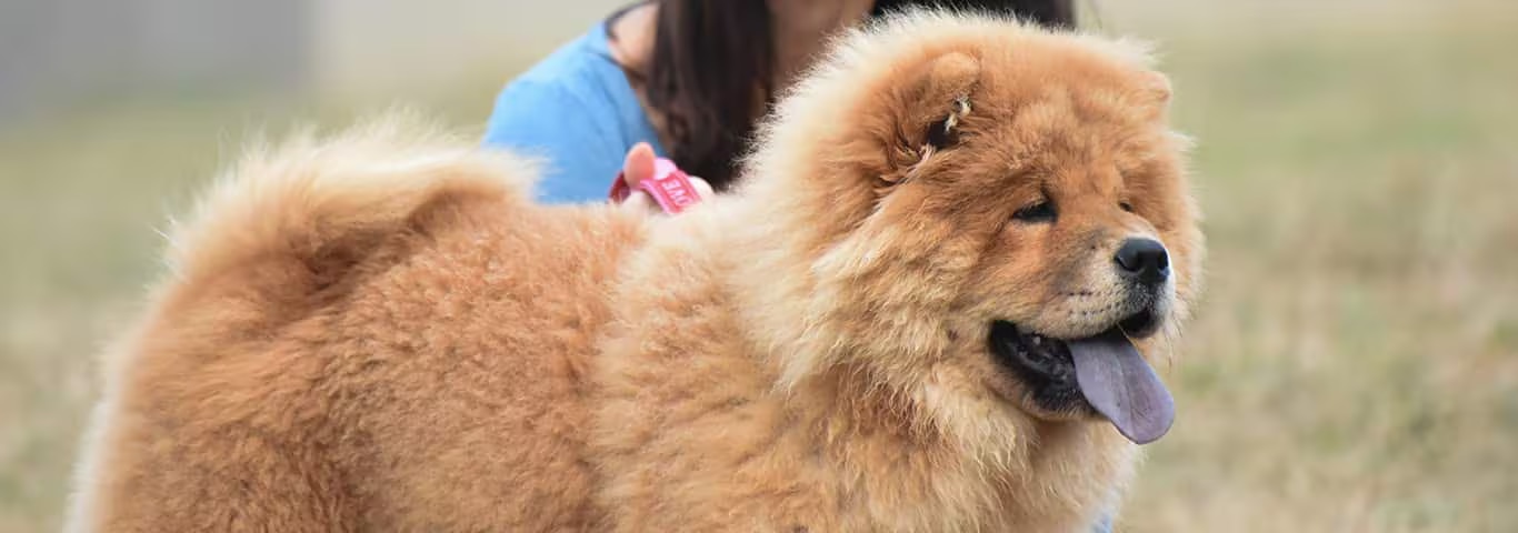 Foto eines Chow-Chow-Hundes