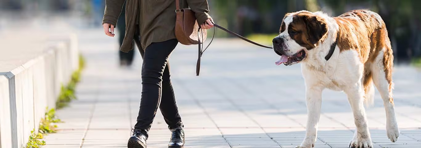 Foto eines Bernhardinerhundes