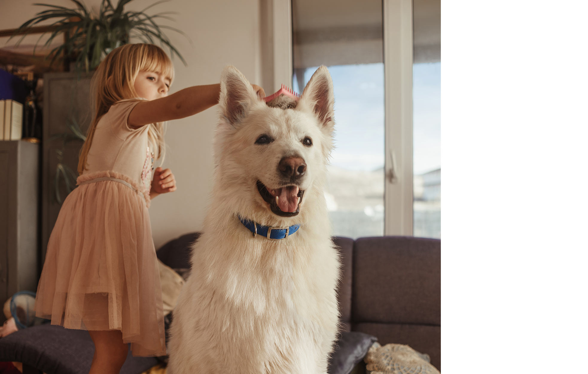 Kleines Mädchen bürstet einen weißen Hund.