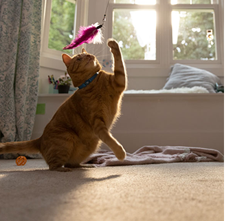 Katze spielt mit einem Katzenspielzeug