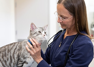 Tierärzt:in hält eine Katze