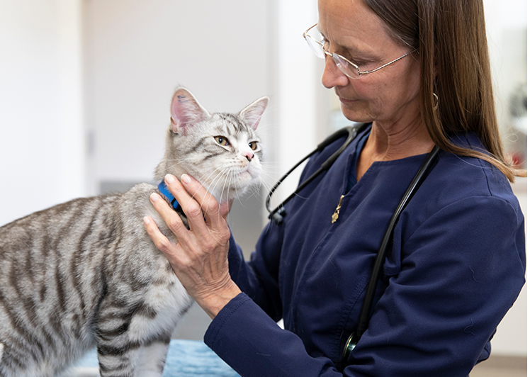 Tierärzt:in hält eine Katze